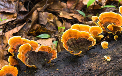 6 spôsobov ako Reishi zabíja rakovinu!