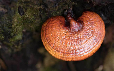 Tajomstvo dlhovekosti Číňanov odhalené. Skúste aj vy hubu Reishi!