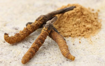 Cordyceps sinensis: Poklad zo starovekej Číny